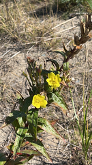 Oenothera