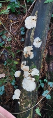Fungi