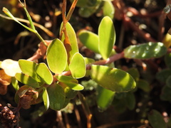 Hylotelephium anacampseros
