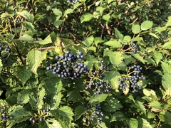 Viburnum rafinesqueanum