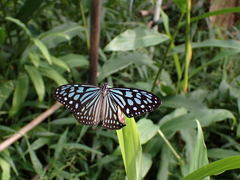 Ideopsis similis