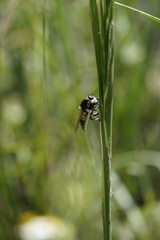 Mallophora bomboides