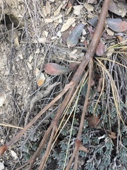 Goniolimon speciosum