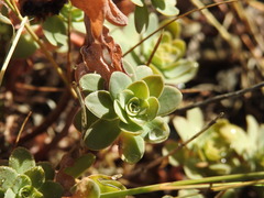 Hylotelephium anacampseros