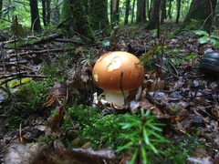 Amanita caesarea
