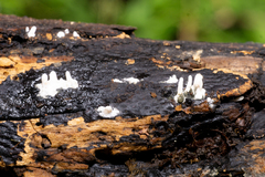 Xylaria hypoxylon
