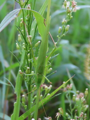Neoconocephalus ensiger