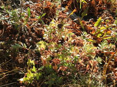 Hylotelephium anacampseros