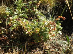 Hylotelephium anacampseros