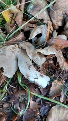 Lyophyllum