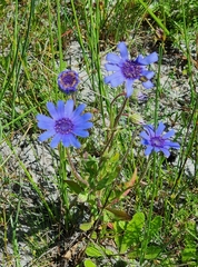 Felicia heterophylla