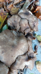 Lyophyllum