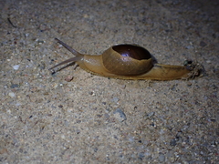 Megaustenia imperator