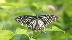 Papilio clytia