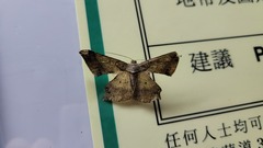 Krananda latimarginaria