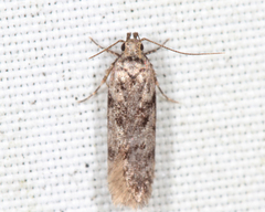 Chionodes pereyra
