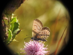 Plebejus argus