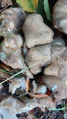 Lyophyllum