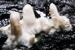 Xylaria hypoxylon