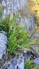 Polypodium virginianum