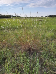 Bothriochloa saccharoides