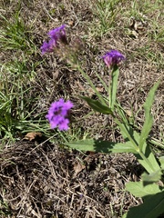 Verbena rigida
