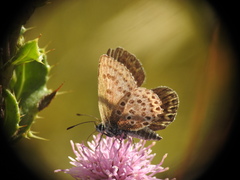 Plebejus argus