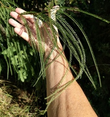 Parkinsonia aculeata