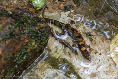 Tropidophorus sinicus