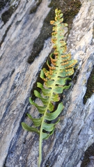 Polypodium virginianum