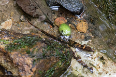 Tropidophorus sinicus