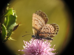 Plebejus argus