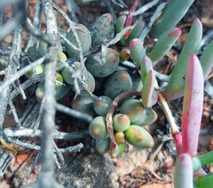 Adromischus filicaulis
