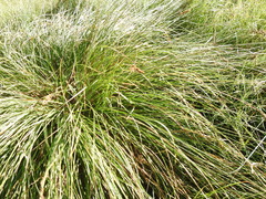 Carex paniculata