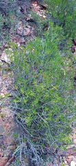 Pteronia paniculata