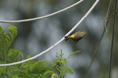 Crithagra mozambica