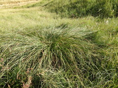 Carex paniculata