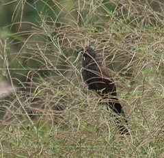 Centropus sinensis