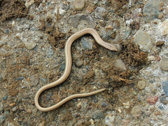Anguis colchica