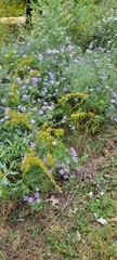 Solidago shortii
