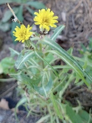 Sonchus oleraceus