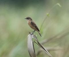 Saxicola stejnegeri