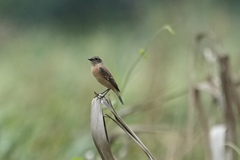 Saxicola stejnegeri