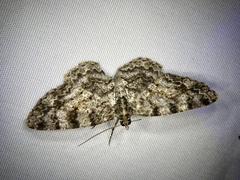 Myrioblephara nanaria