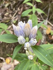 Gentiana villosa
