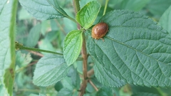 Paropsisterna cloelia