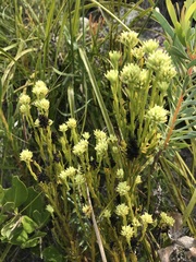 Thesium spicatum