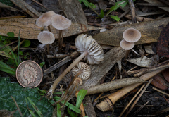 Mycena vitilis