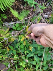 Cyperus esculentus