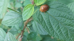 Paropsisterna cloelia
